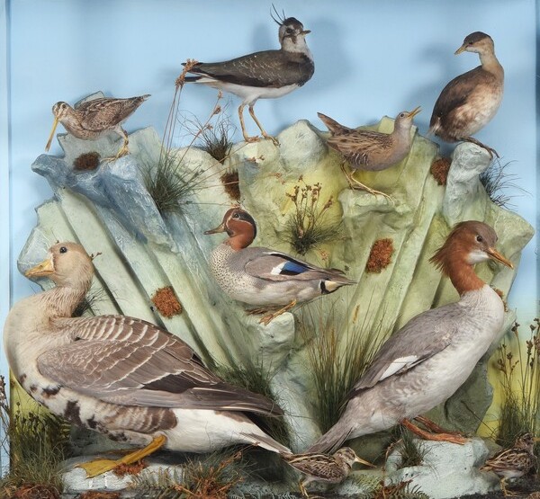Natural History & Taxidermy